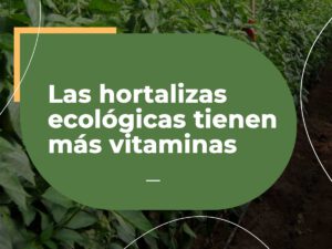 Hortalizas ecológicas tienen más vitaminas - Ecosope